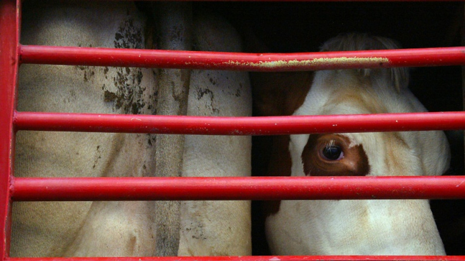 Transport des b&ecirc;tes: une loi &agrave; l'arr&ecirc;t sur le bien-&ecirc;tre animal en Europe