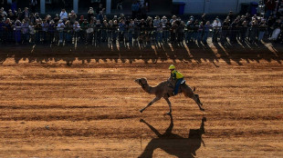 Australie: dans l'Outback, les dromadaires font la course pour la "Camel Cup"