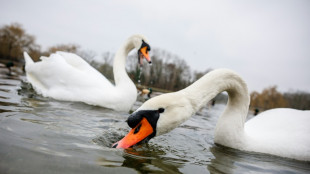Mecklenburg-Vorpommern: Aggressiver Schwan versperrt 38-J&auml;hrigem Weg aus Haus