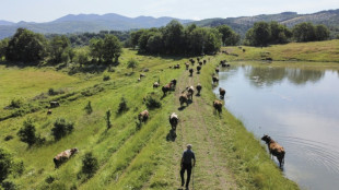 Au pays du yaourt, les producteurs de lait bulgares perdent pied