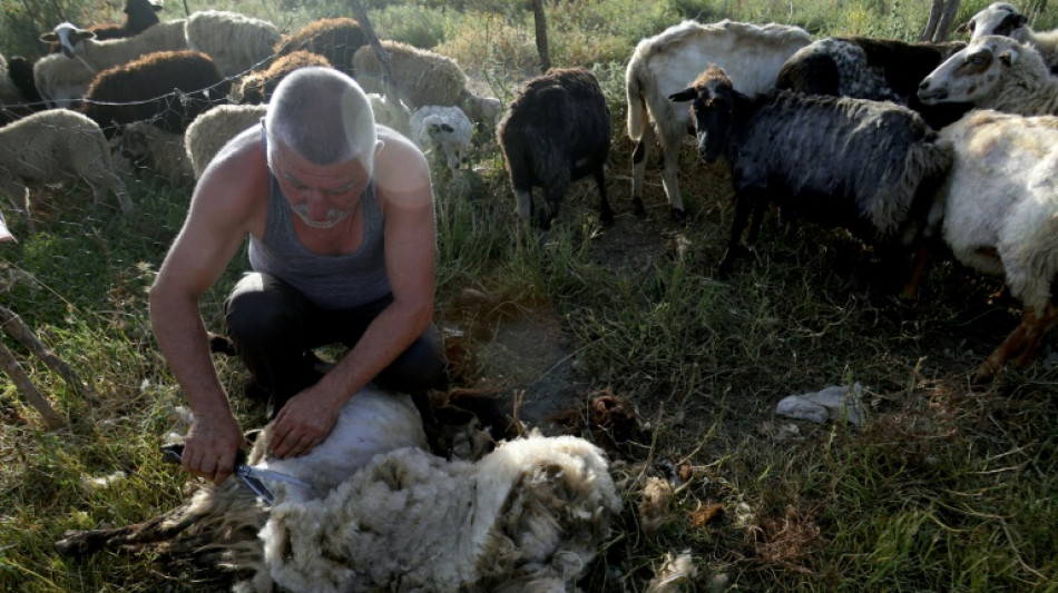 Albanie : la canicule précipite la tonte des moutons et des brebis