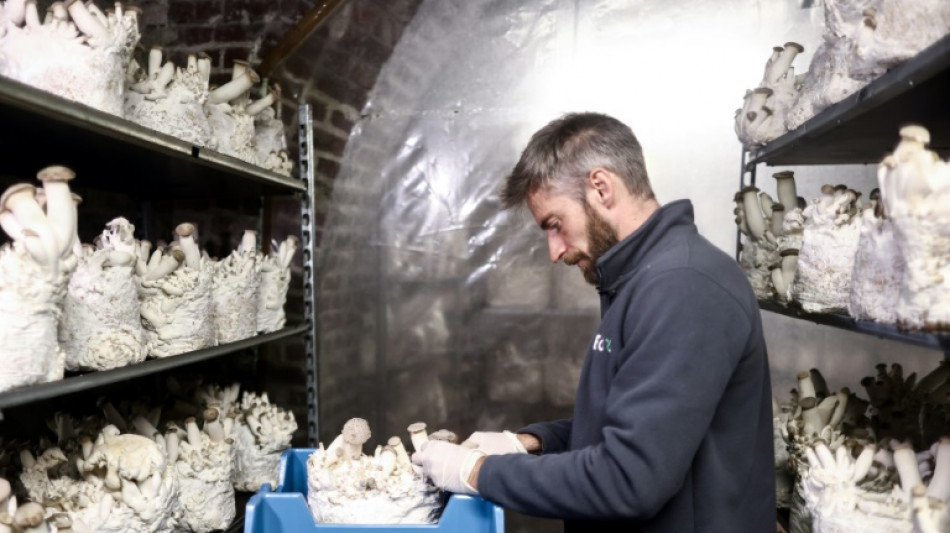 Spore the merrier: Boom in mushrooms grown on Belgian beer