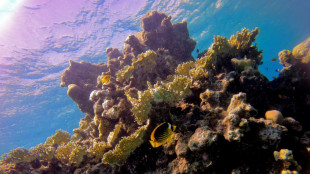 Land and sea efforts to save reefs must work together: study