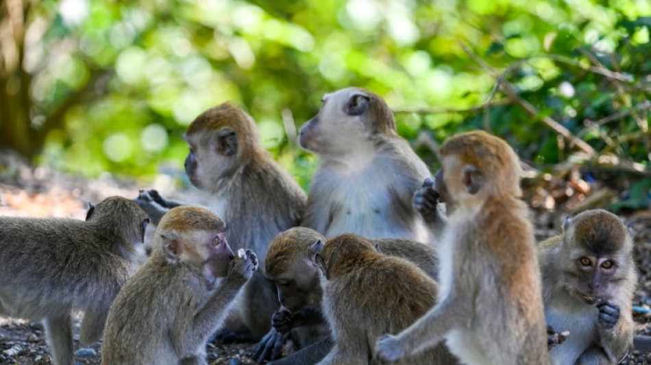 Indonesia traps monkey to end rampage that wounded 18 people