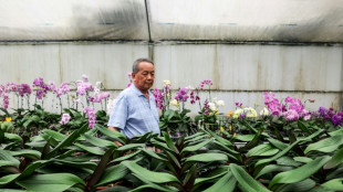 Les orchid&eacute;es de Ta&iuml;wan face au couperet douanier de Trump