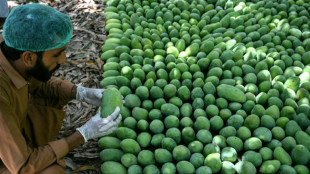 Pakistan's mango exports shrink as Middle East war impacts linger
