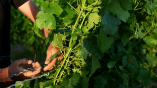 Bl&eacute;s secs et volailles asphyxi&eacute;es: l'effet caniculaire en agriculture 
