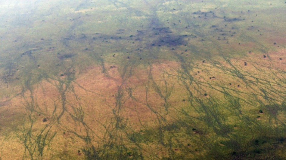 UN lists South Sudan antelope route as heritage in danger