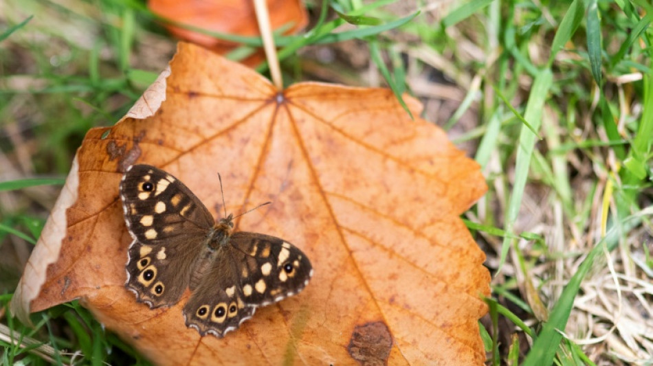 Bewohner von Z&uuml;rich stimmen f&uuml;r Verbot von Laubbl&auml;sern