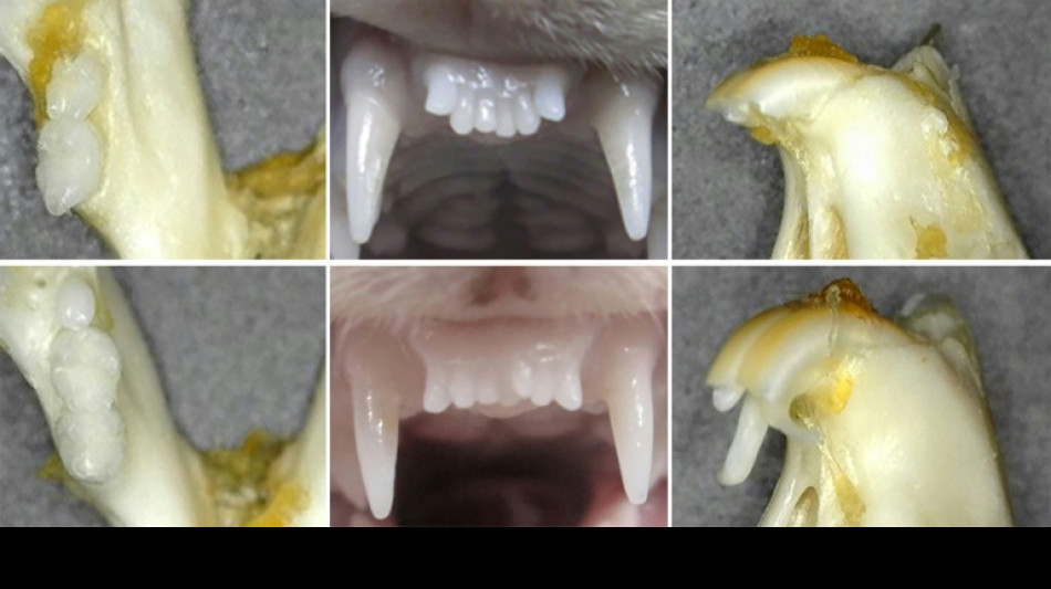 Investigadores japoneses prueban un fármaco para regenerar dientes