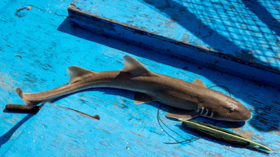 L'UE joue un "r&ocirc;le cl&eacute;" dans le commerce de requins, d&eacute;nonce l'ONG Ifaw