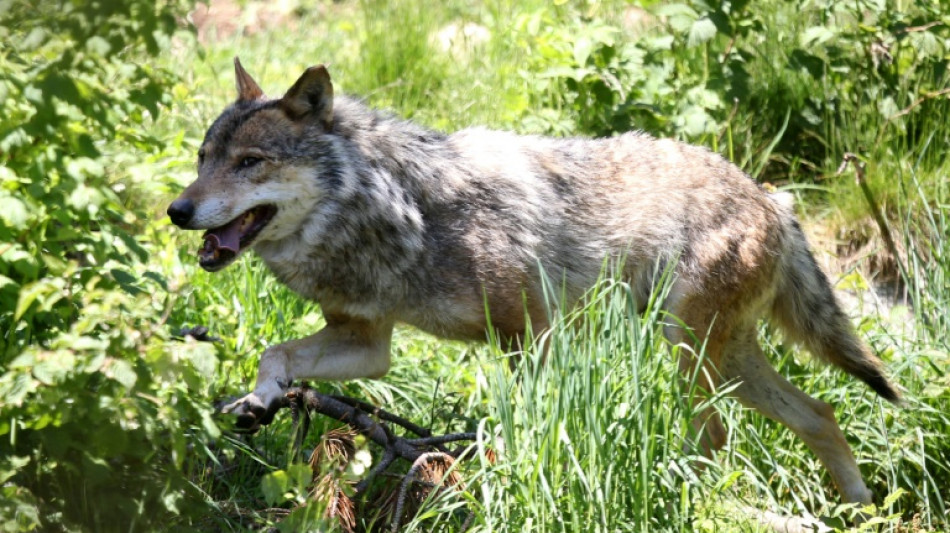 Zahl illegaler Wolfst&ouml;tungen in Sachsen binnen einem Jahr auf vier verdoppelt
