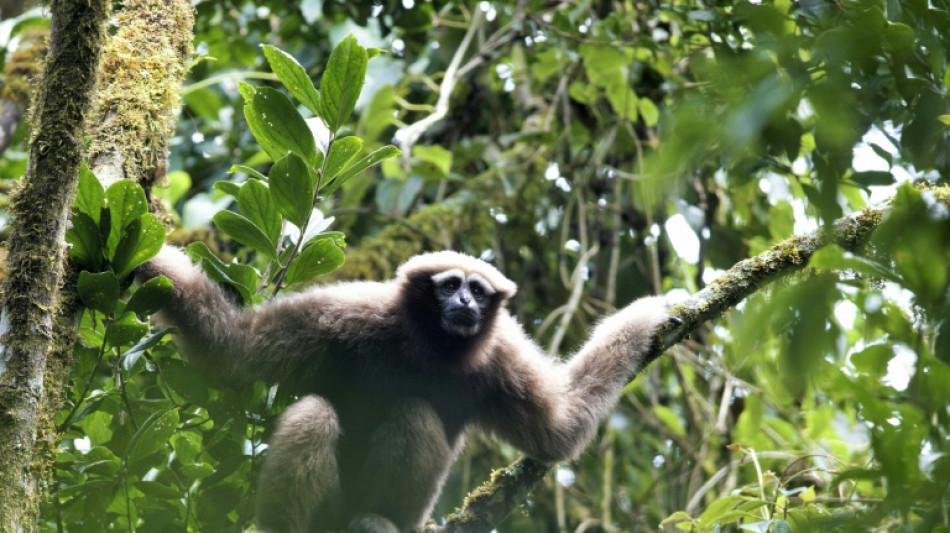 Finding Skywalker gibbons with love songs: study