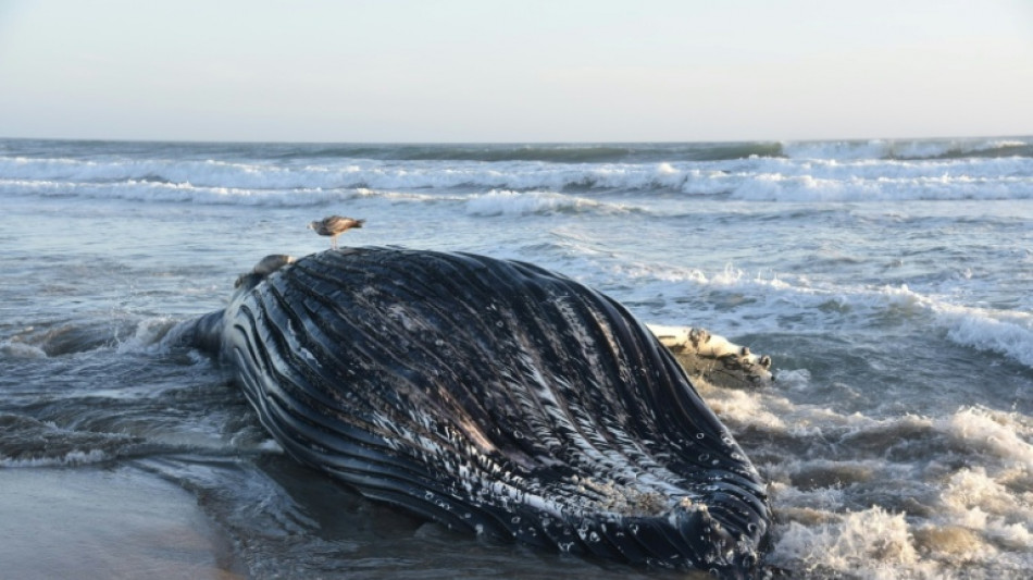 Baleines en danger, p&eacute;licans affam&eacute;s et requins en nombre: la Californie souffre de la canicule marine