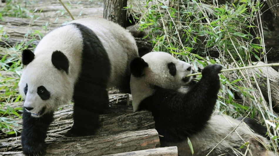 La femelle malade, retour en Chine anticip&eacute; pour le couple de pandas de Beauval
