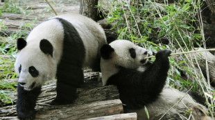 La femelle malade, retour en Chine anticip&eacute; pour le couple de pandas de Beauval
