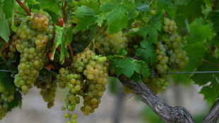 Flou sur les vendanges 2026, bouscul&eacute;es par les canicules et la s&eacute;cheresse