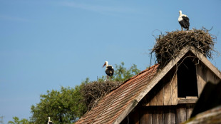 Au c&oelig;ur du village croate pr&eacute;f&eacute;r&eacute; des cigognes
