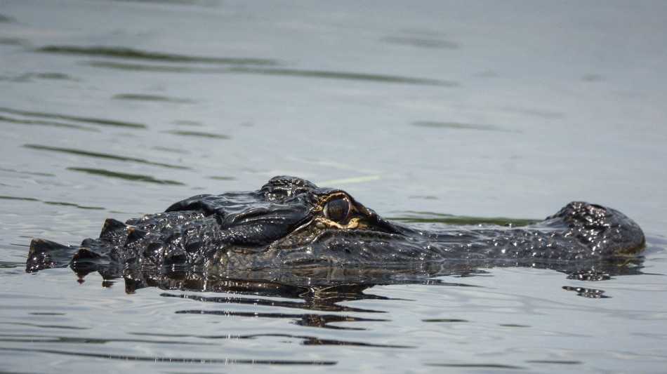 Alligatore nel tombino, paura in un comune brasiliano