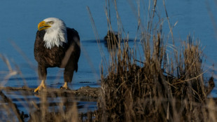 Trump administration weakens habitat protections for endangered species