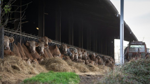 La dermatose nodulaire contagieuse, fl&eacute;au de l'&eacute;levage bovin