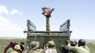 D&eacute;placer les animaux sauvages, dernier recours face &agrave; la d&eacute;gradation de leur habitat au Kenya