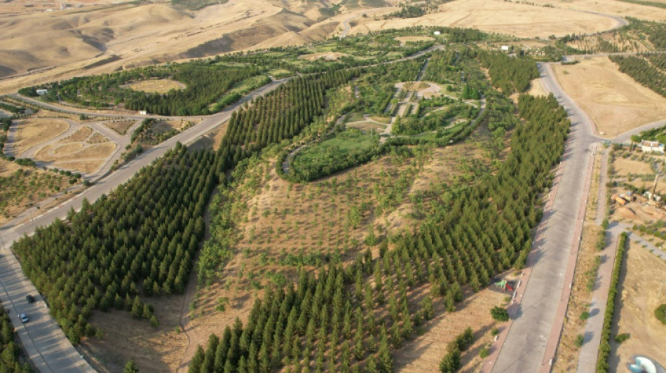 En Irak, sauver les for&ecirc;ts de l'embl&eacute;matique montagne kurde