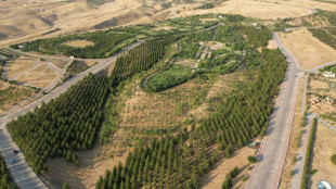 En Irak, sauver les for&ecirc;ts de l'embl&eacute;matique montagne kurde