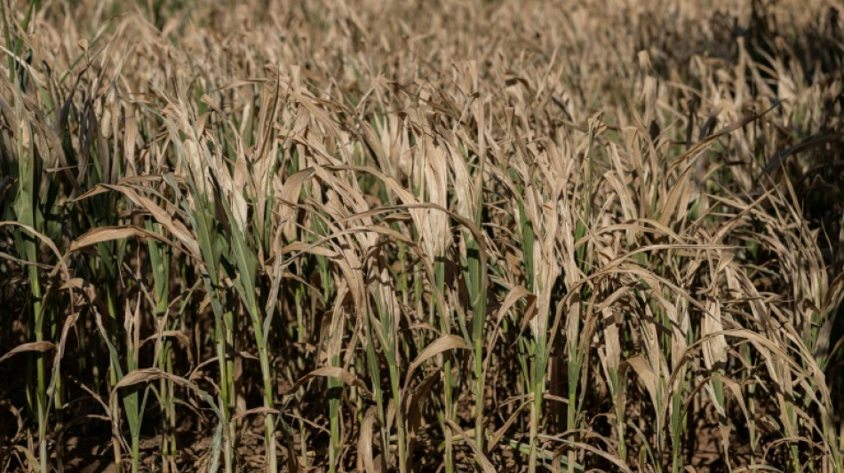 Canicules et s&eacute;cheresse : un &eacute;t&eacute; de pertes et de d&eacute;sespoir pour l'agriculture