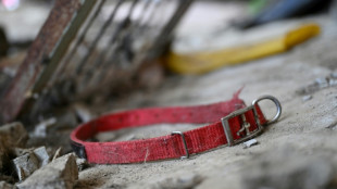 En Cor&eacute;e du Sud, des milliers de chiens disparus avant l'interdiction de leur viande