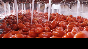 Pomodoro da industria, raggiunga intesa sui prezzi per la campagna nel Centro-Sud
