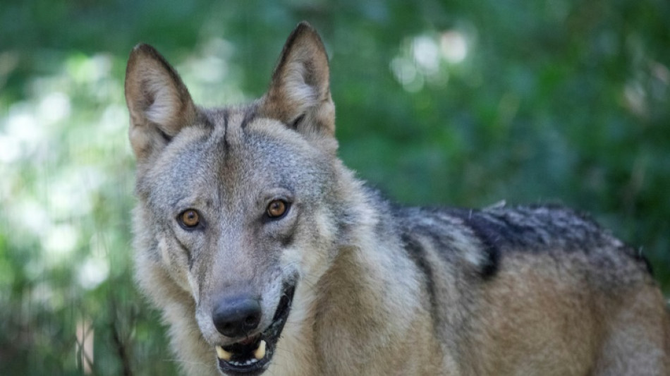 Face au retour du loup, l'Autriche d&eacute;gaine le fusil