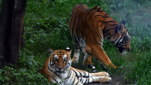 Nepal's tiger numbers climb 20 percent to estimated 429: survey