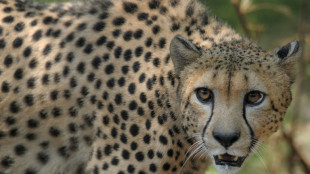 Des gu&eacute;pards de retour dans la nature en Inde apr&egrave;s 70 ans