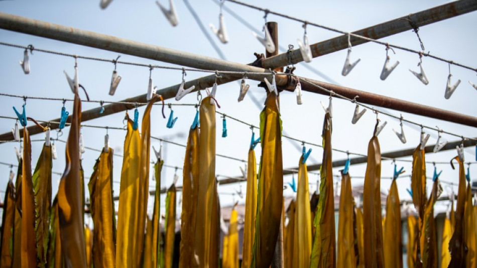 Japoneses demuestran el potencial ecol&oacute;gico de las algas