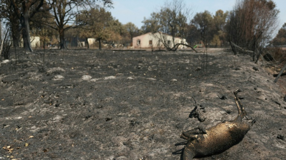 L&eacute;zards, poissons, chevreuils... La faune pi&eacute;g&eacute;e dans l'enfer des incendies