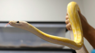 Python b&uuml;xt in Hannover zweimal binnen zwei Wochen aus