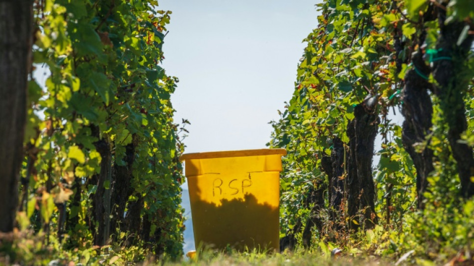 "On bat tous les records": d&eacute;but des vendanges mardi en Alsace