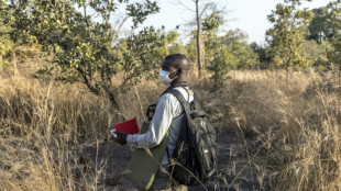 In remote Senegal, chimp researchers escape gold mines' perils