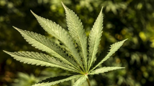 Ermittler entdecken in Nordrhein-Westfalen Cannabisplantage auf Betriebsgel&auml;nde