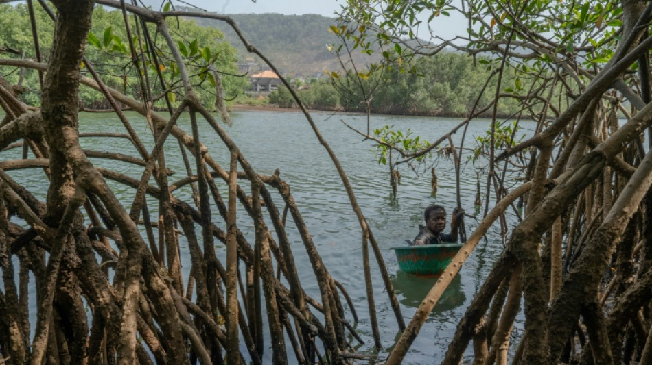 En Sierra Leone, le gagne-pain des ostr&eacute;icultrices de mangroves menac&eacute; par la d&eacute;forestation