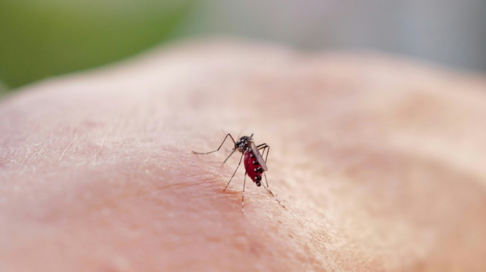 Chikungunya: Mayotte est passée en phase d'épidémie, selon Santé publique France 