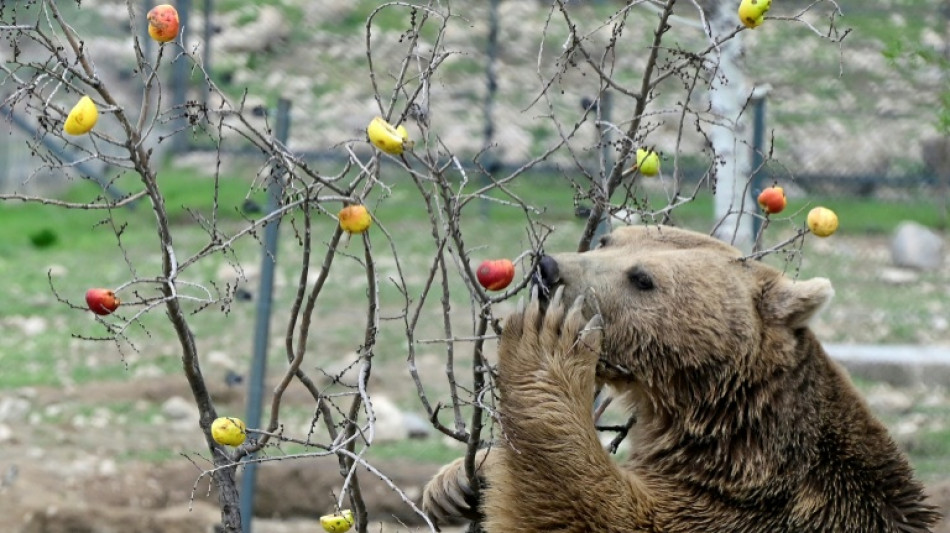 Caged and fed 'cookies': Rescuing Armenia's captive bears