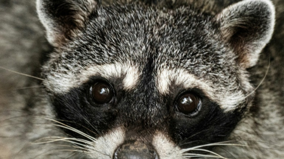 Geldstrafe f&uuml;r Rentner wegen Tierqu&auml;lerei an Waschb&auml;r in Hessen
