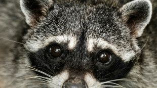 Geldstrafe f&uuml;r Rentner wegen Tierqu&auml;lerei an Waschb&auml;r in Hessen