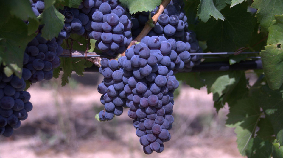 Turismo vino cresce ancora, nel 2025 13 milioni di vacanzieri