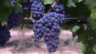 Turismo vino cresce ancora, nel 2025 13 milioni di vacanzieri