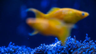 Japan coral protectors race to save reefs from heat 'bomb'