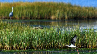 Le temps presse pour sauver les salines d'Ulcinj, sanctuaire d'oiseaux menac&eacute; de disparition