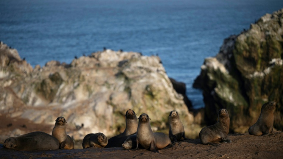 Le sanctuaire menac&eacute; de Punta San Juan, reflet du d&eacute;clin de la faune littorale au P&eacute;rou